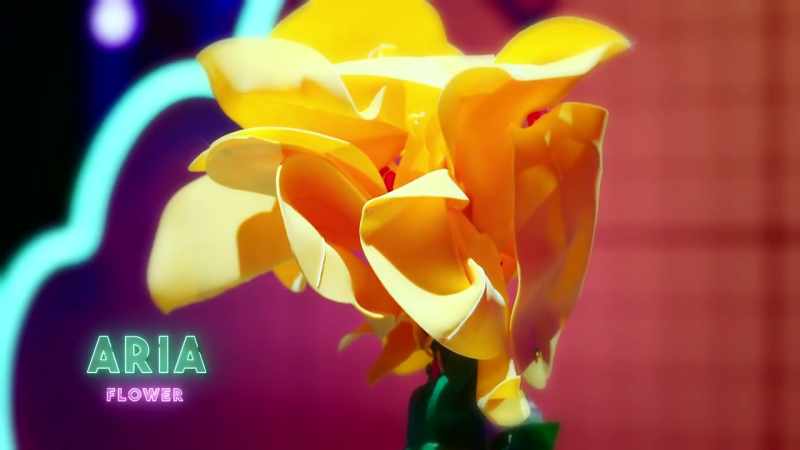 So here's my plant, a tulip called Sunshine