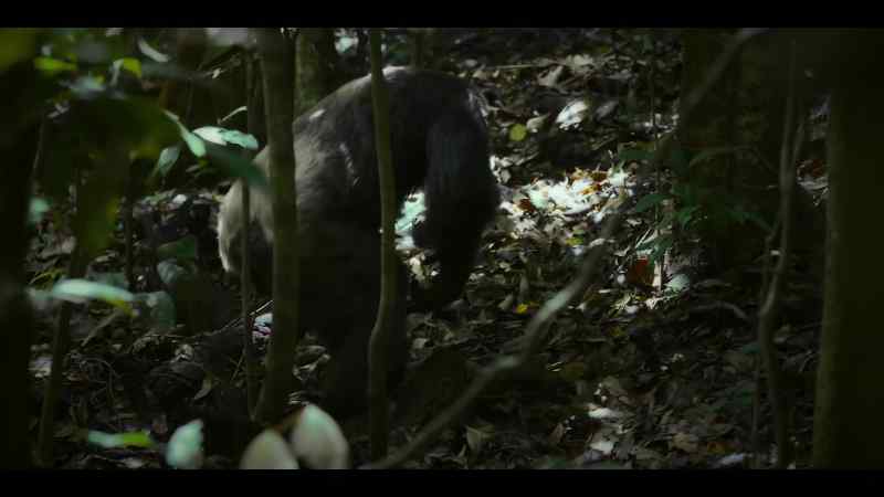 So he's retreating into the forest