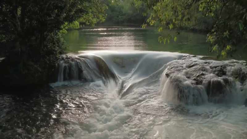 So how can any riverside plant avoid this and travel upstream?