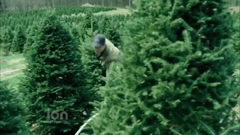 So, how do you like tree farming?