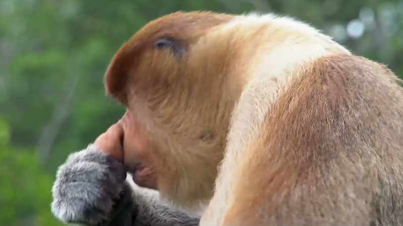 So I have no idea why they call me the proboscis monkey