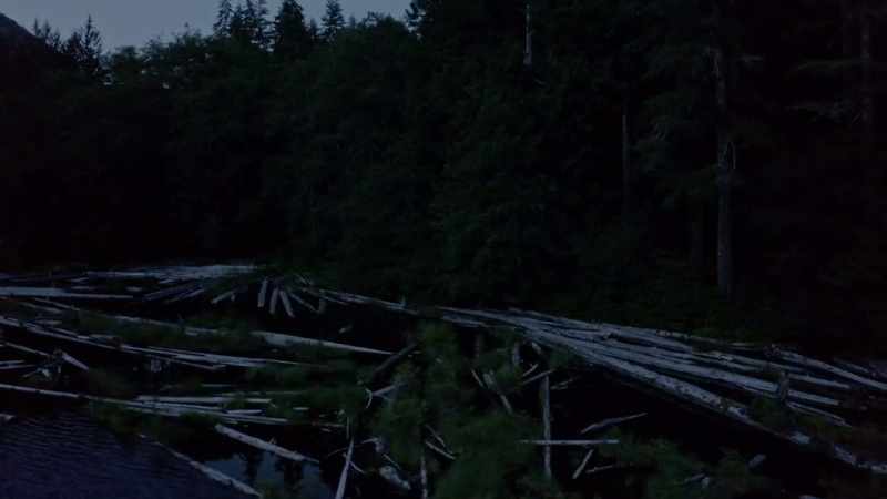 So, I just wanna get back into that tree line