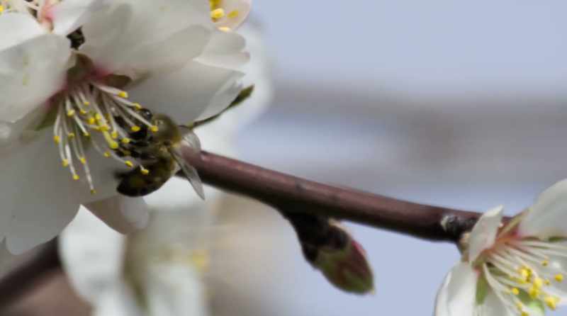 So I started exploring ways to help save the bees