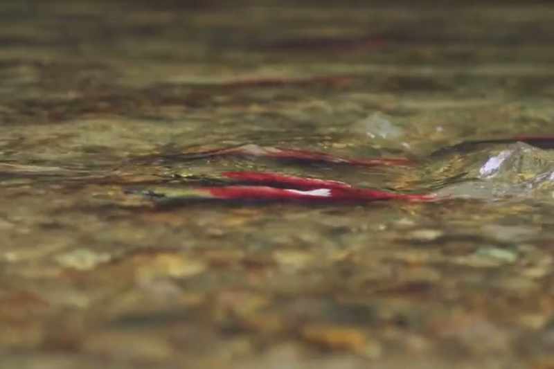 So if we allow fish to get back to being fish