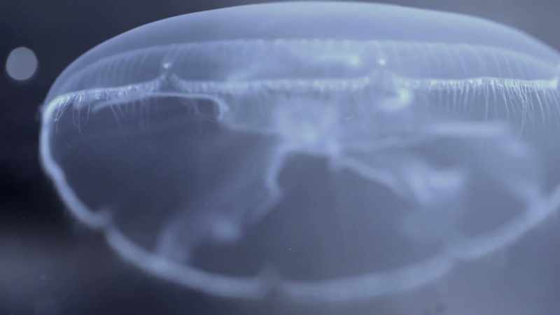 SO IF IT WAS A CNIDARIA, I WOULD REALLY EXPECT IT