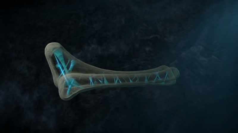 SO IF THIS BONE IS BIG ENOUGH TO BE A T. REX