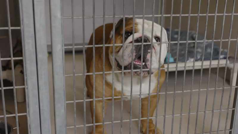 So while I'm doing time in Montana's Dog Penitentiary