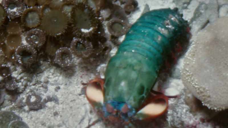 So, in complete reverse to the fiddler crabs