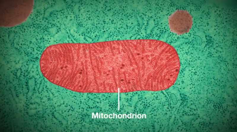 So in this illness, each individual cell can have real problems capturing the