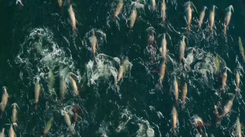 So intent on their mission, the herring make easy prey