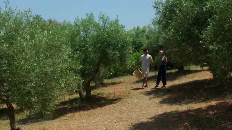 So, this is an olive tree