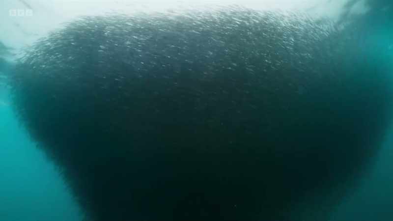 So it has to be a patch of fish jammed up against the surface