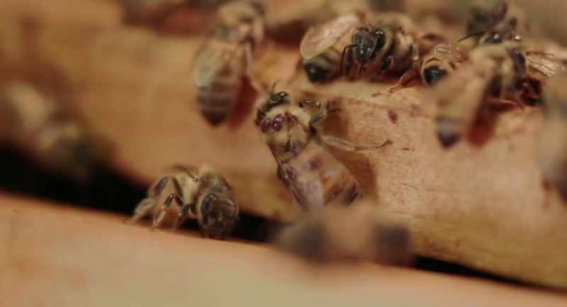 So, it's a huge parasite relative to the bee's body
