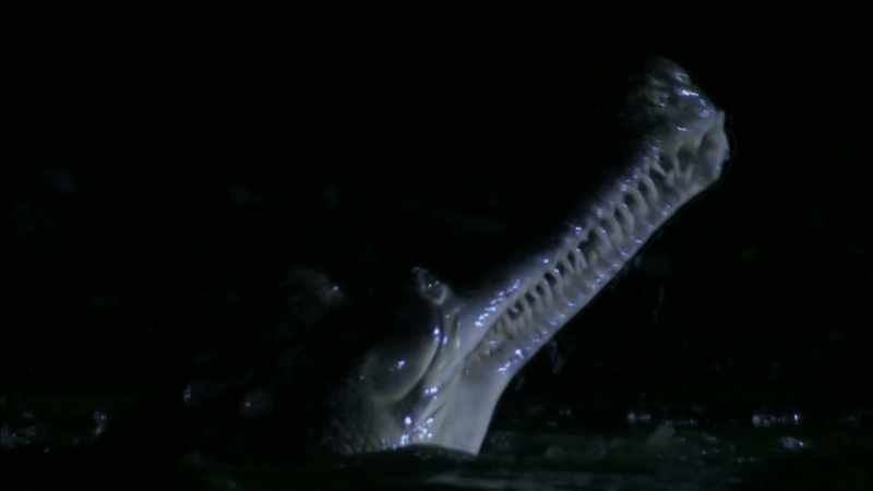 So it's likely that our ichthyosaur had teeth and jaws