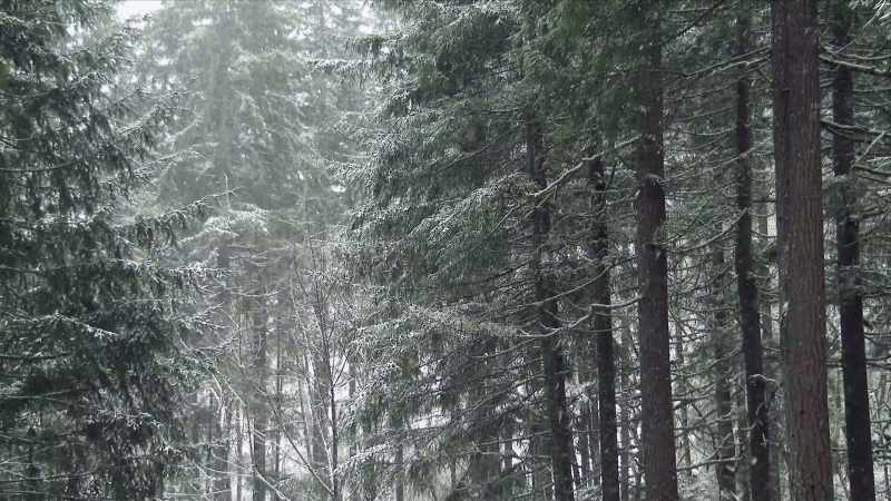 So, just beyond these trees over here