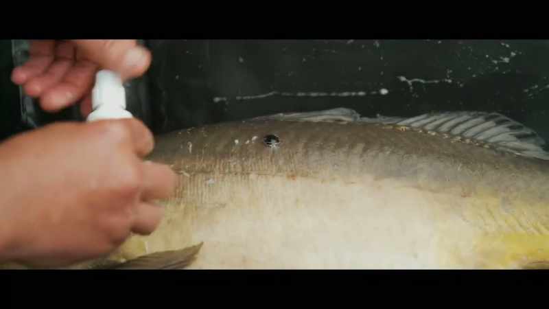 So we just put a little bit carp care, antiseptic cream