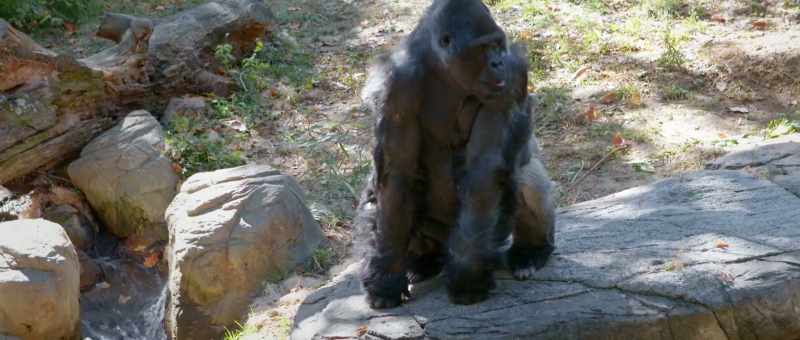 So even looking at the gorilla