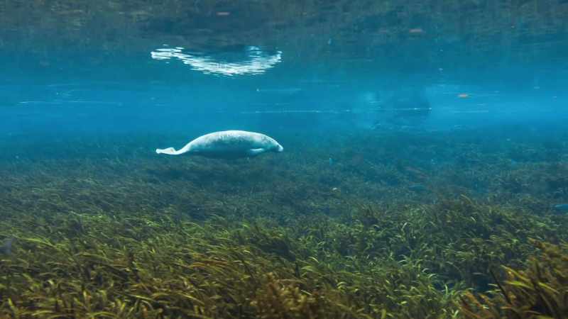 So manatees come here every year from far and wide