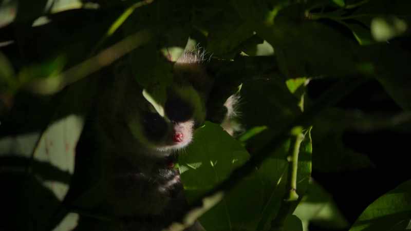 So Mom can just hide him among the leaves