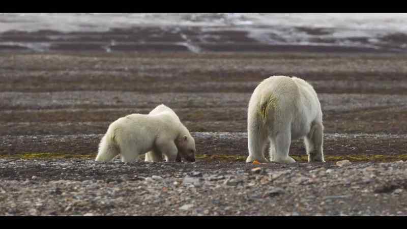 So, she must teach her cubs how to be resourceful