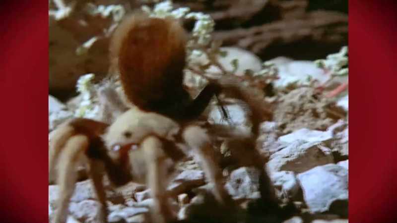 So named, because it puts a beat down on tarantulas