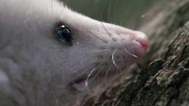 So next time you see an opossum, don't be scared