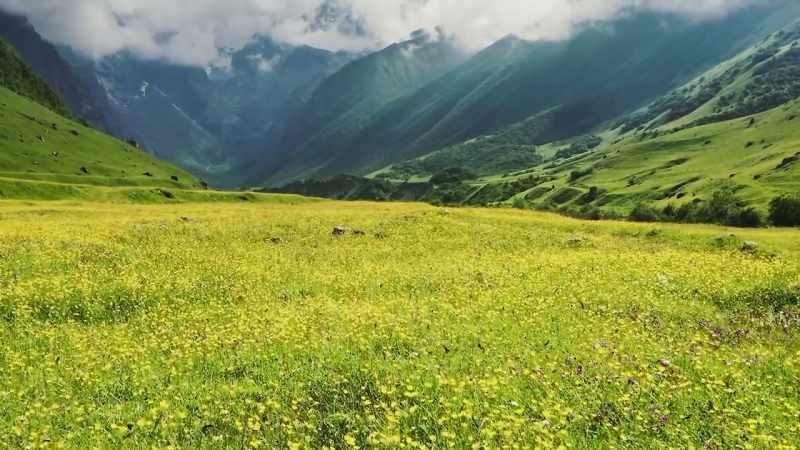 So now pollinated plants must use their remaining energy