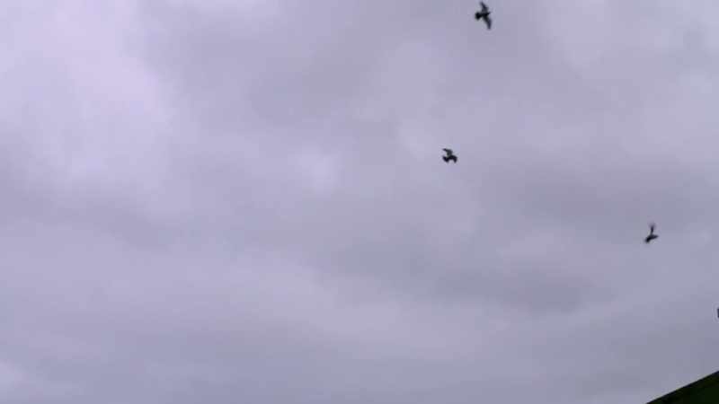 So one by one, the sightings were starting to crumble