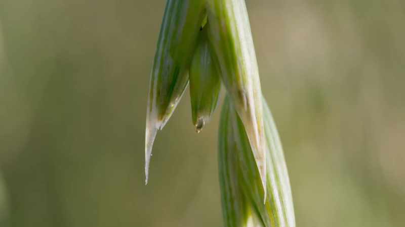 So our ancestors selected plants whose seeds don't drop off
