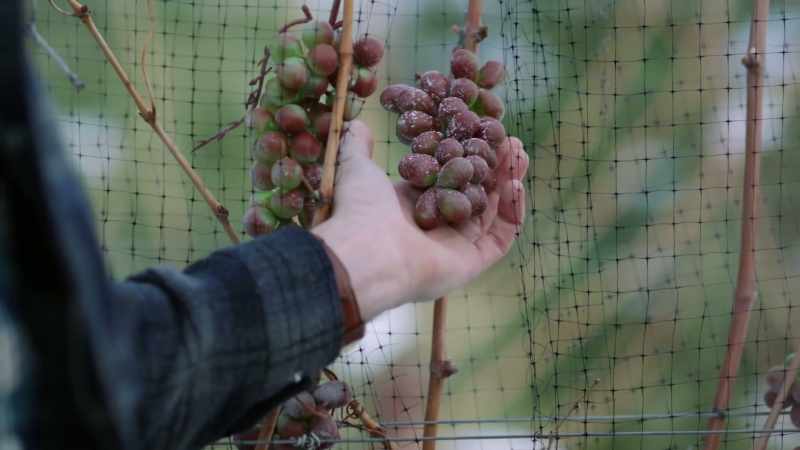 So, our grapes are a Riesling and a Bordeaux