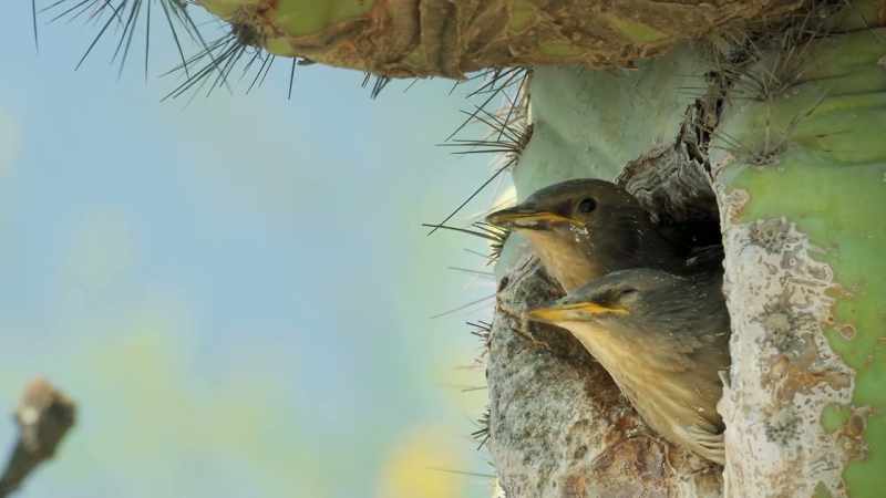 So over its lifetime, it may provide accommodation for some 3,000 chicks
