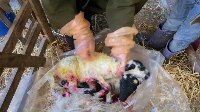 So, this probably looks quite awful for Wilson