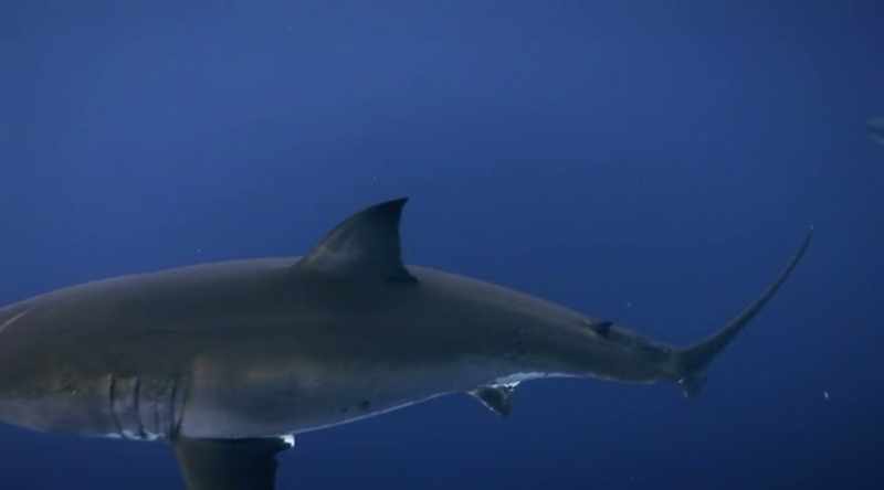 So scientists at Woods Hole Oceanographic Institute dig deeper