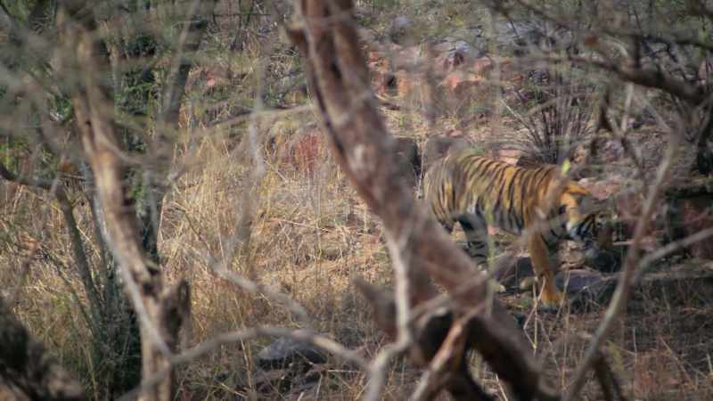 So, it seems the next best solution for the tiger is to have