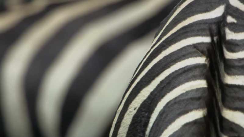 So, it seems that the zebra's patterns of stripes creates