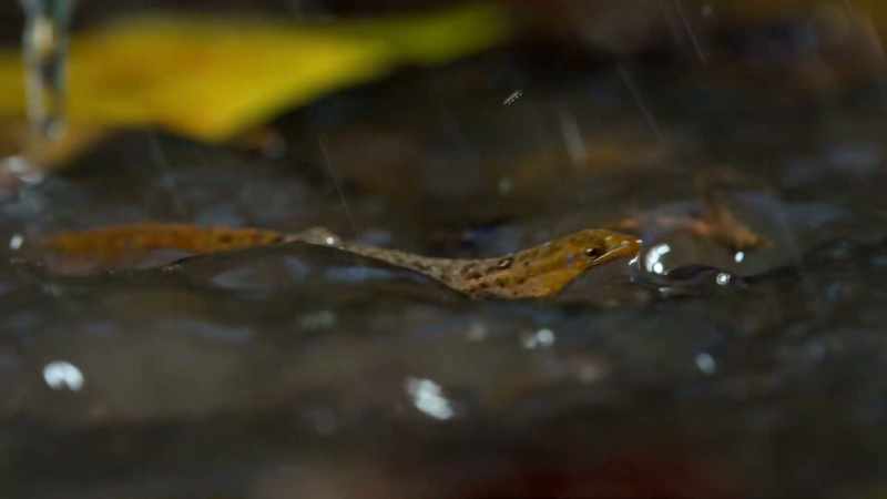 So small, so light, he literally walks on water