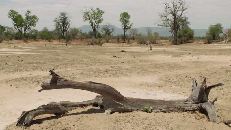 So to survive here, trees must be able to tolerate both conditions