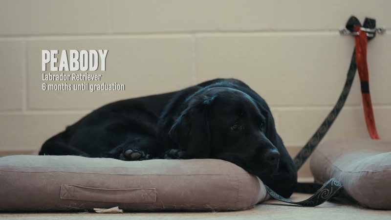So this sweet little guy is Peabody
