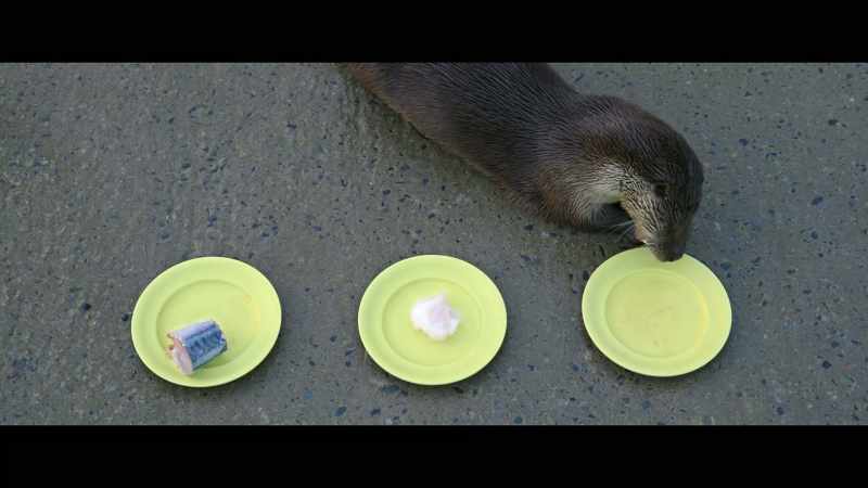 So, she tends to get haddock or mackerel