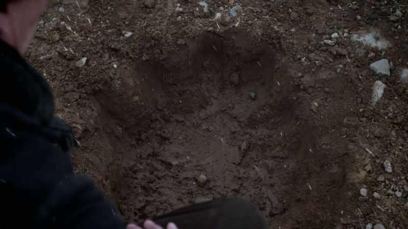 So that's 600 pounds a mammoth would have to wield on its face