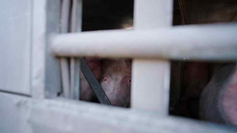So if that's the closest people have come to pigs