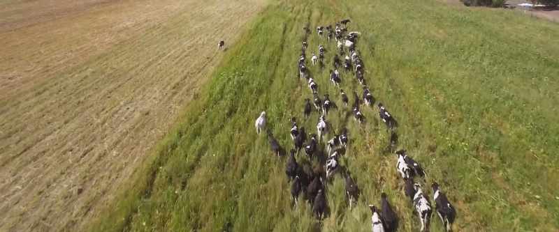 So the animals - in this case, cattle