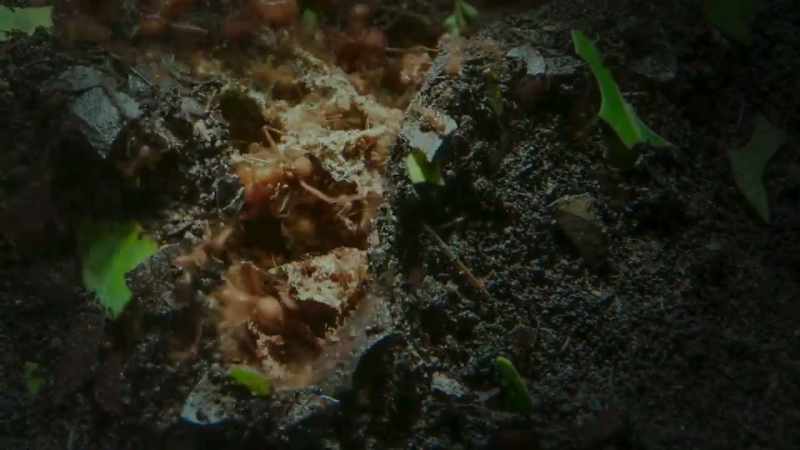 so, the ants excavate more space