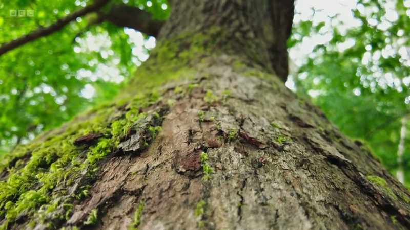 so the ants take to the trees