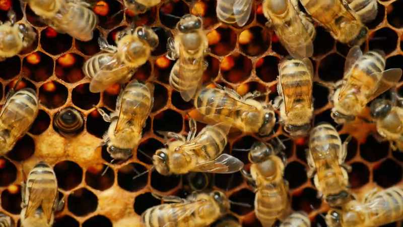 So the bee organizing style is much more methodical