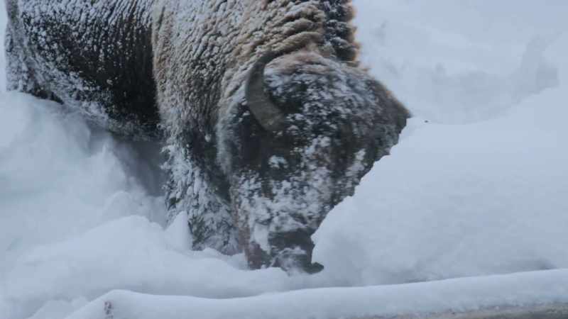 So the bison evolve massive neck muscles that power