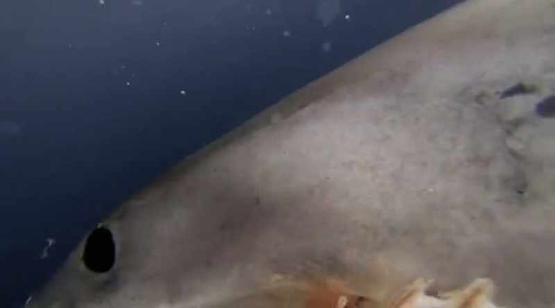 So as the bottom teeth pin and hold the prey