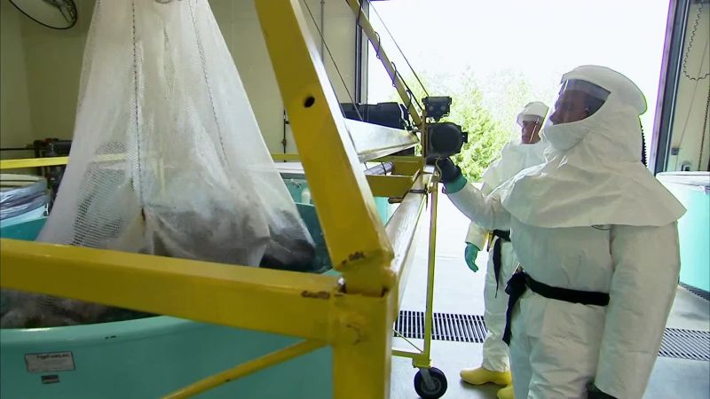 SO THE CAPTURED SEA LAMPREYS HAVE BEEN STERILIZED