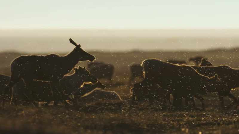 So the caribou may end their grazing early