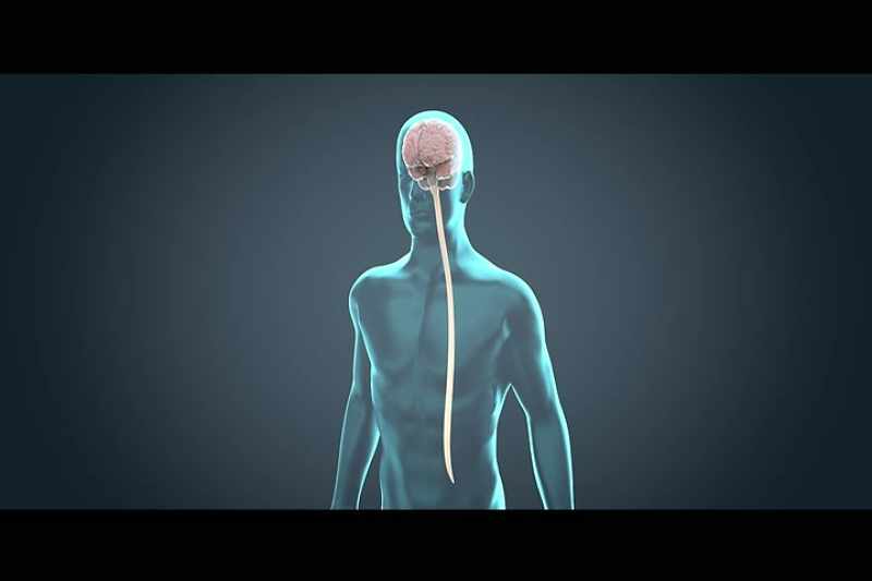 So the central nervous system is the brain